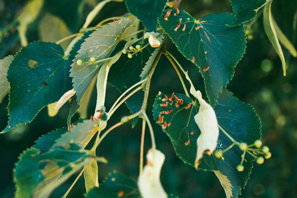 hojas-tilo-afectadas-linden-gall-acaro-eriophyes-tiliae-foto-alta-calidad-primer-plano-enfoque-selectivo